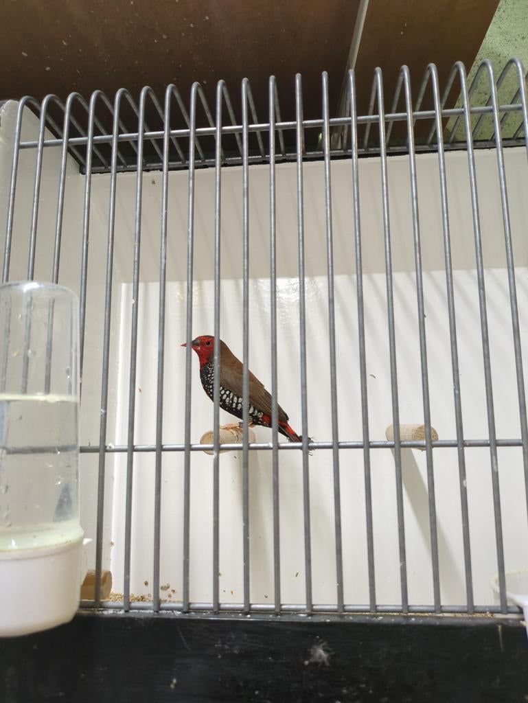 Emblema Picta man, Dieren en Toebehoren, Vogels | Overige Vogels, Mannelijk