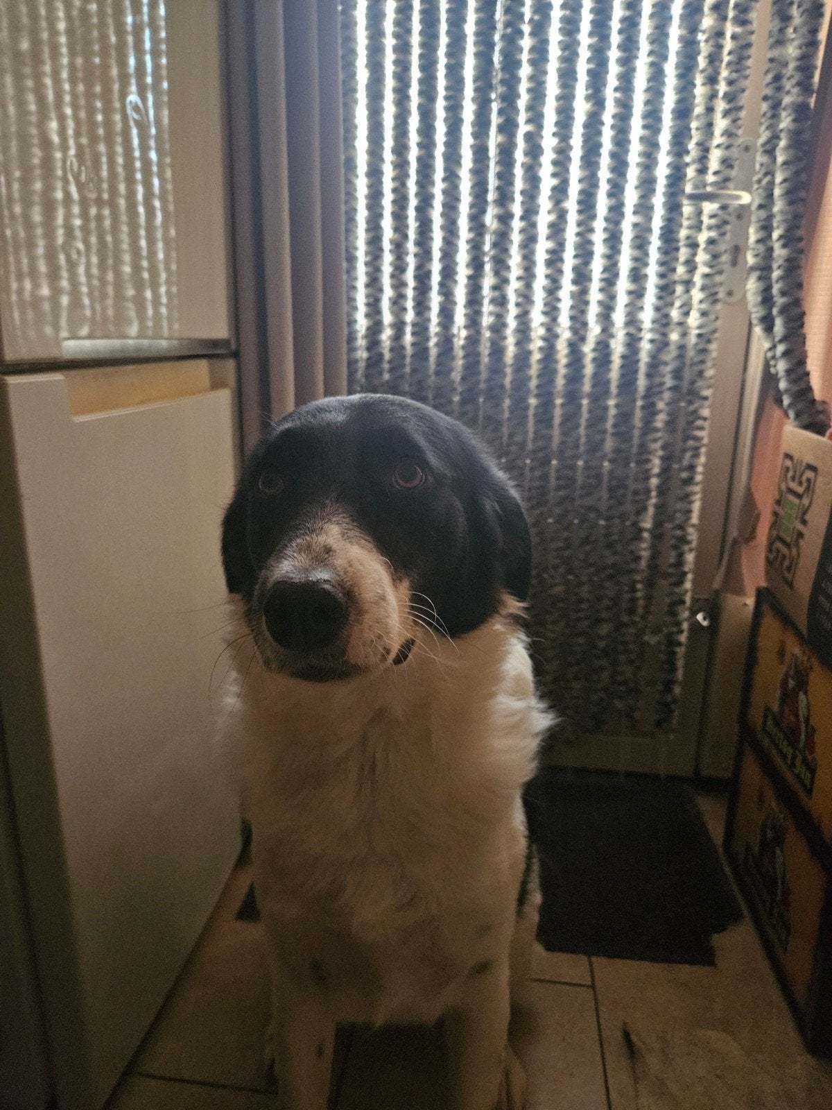 berghond, Particulier, 1 tot 2 jaar, Buitenland, Teef