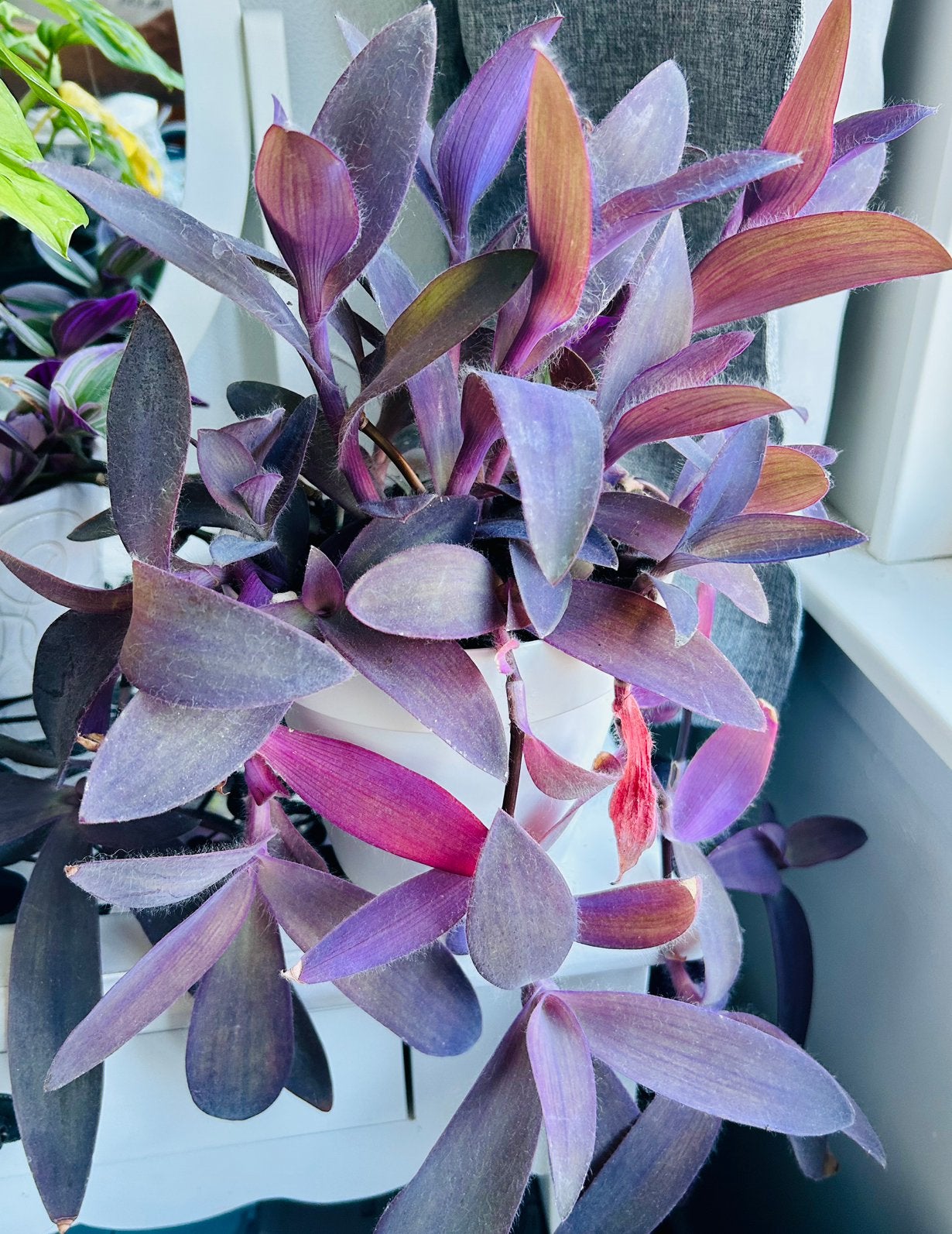 Super Fleurige ‘Purple Heart’ kweek, In pot, zie info, Ophalen, Overige soorten, Halfschaduw, In pot