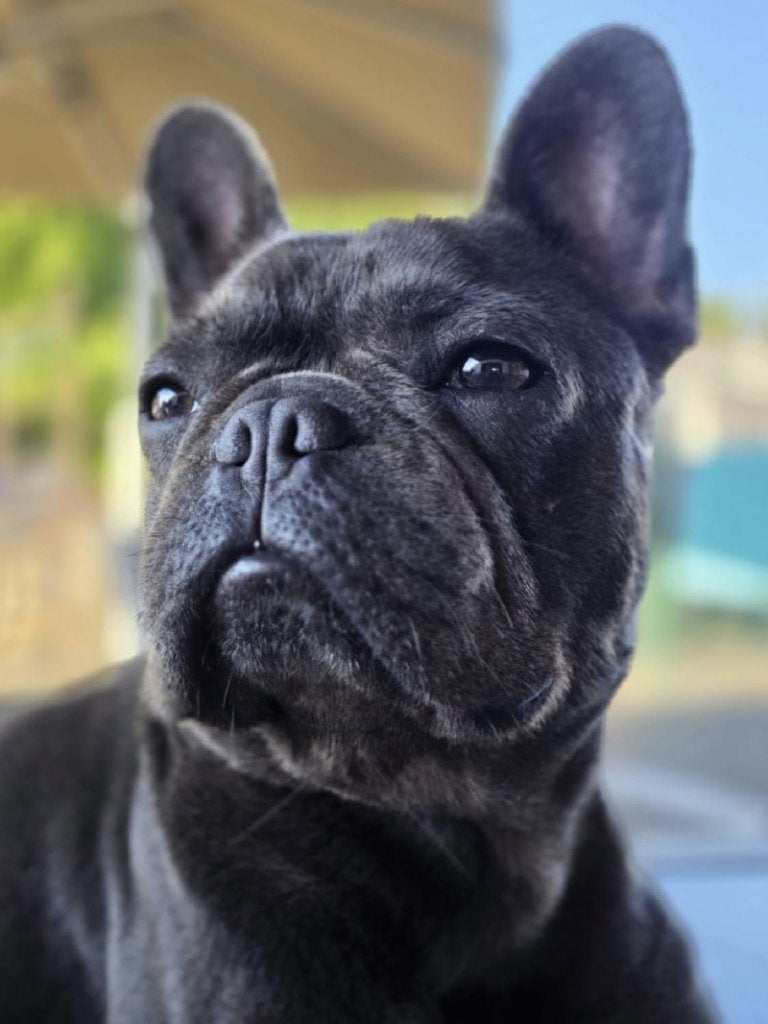 ACE: Mafke wordt het best alleen geplaatst!, Dieren en Toebehoren, Honden | Bulldogs, Pinschers en Molossers, Particulier, Reu