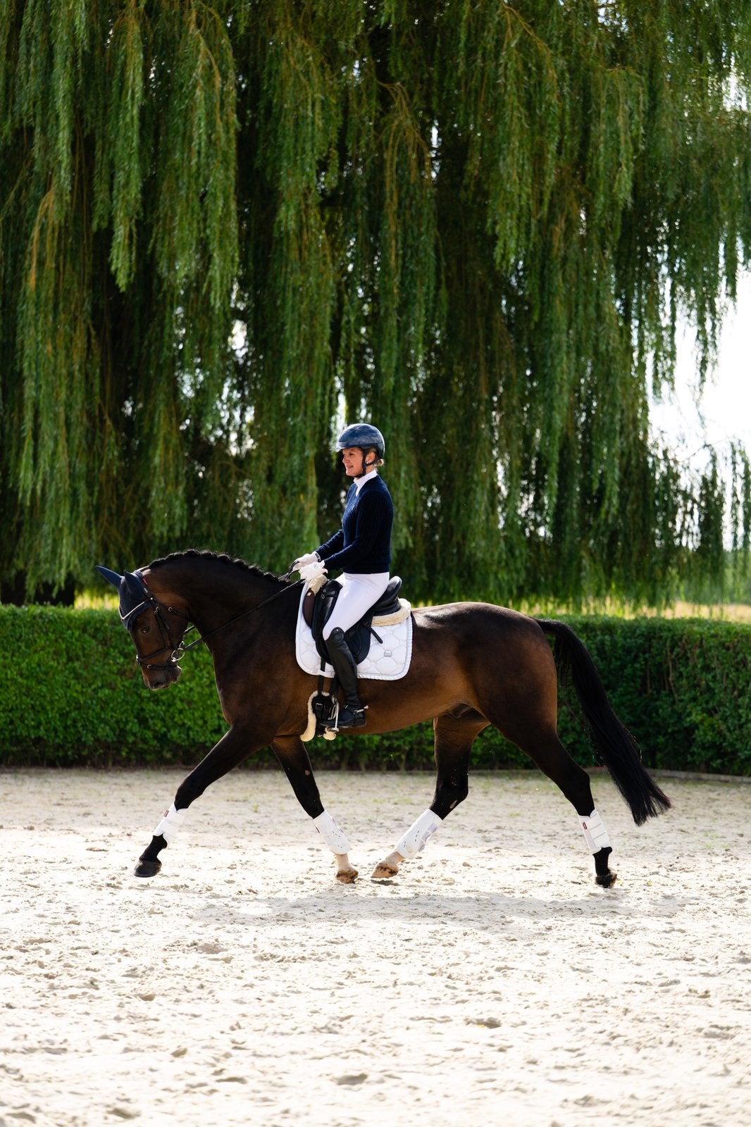 4 jarige knappe dressuurruin v. Livius x San Remo, Dieren en Toebehoren, Met stamboom, Ruin, Dressuurpaard, 3 tot 6 jaar