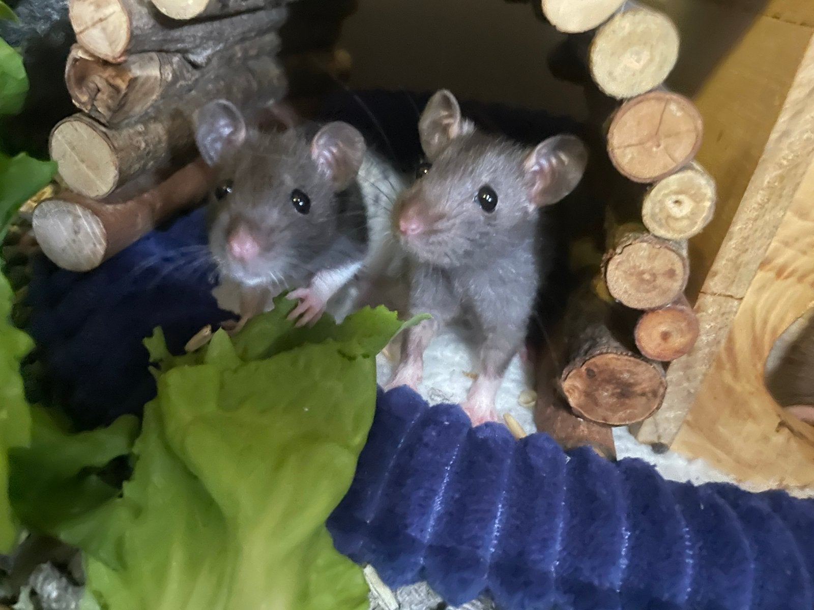 Rittens, Dieren en Toebehoren, Rat, Mei, Meerdere dieren, Tam