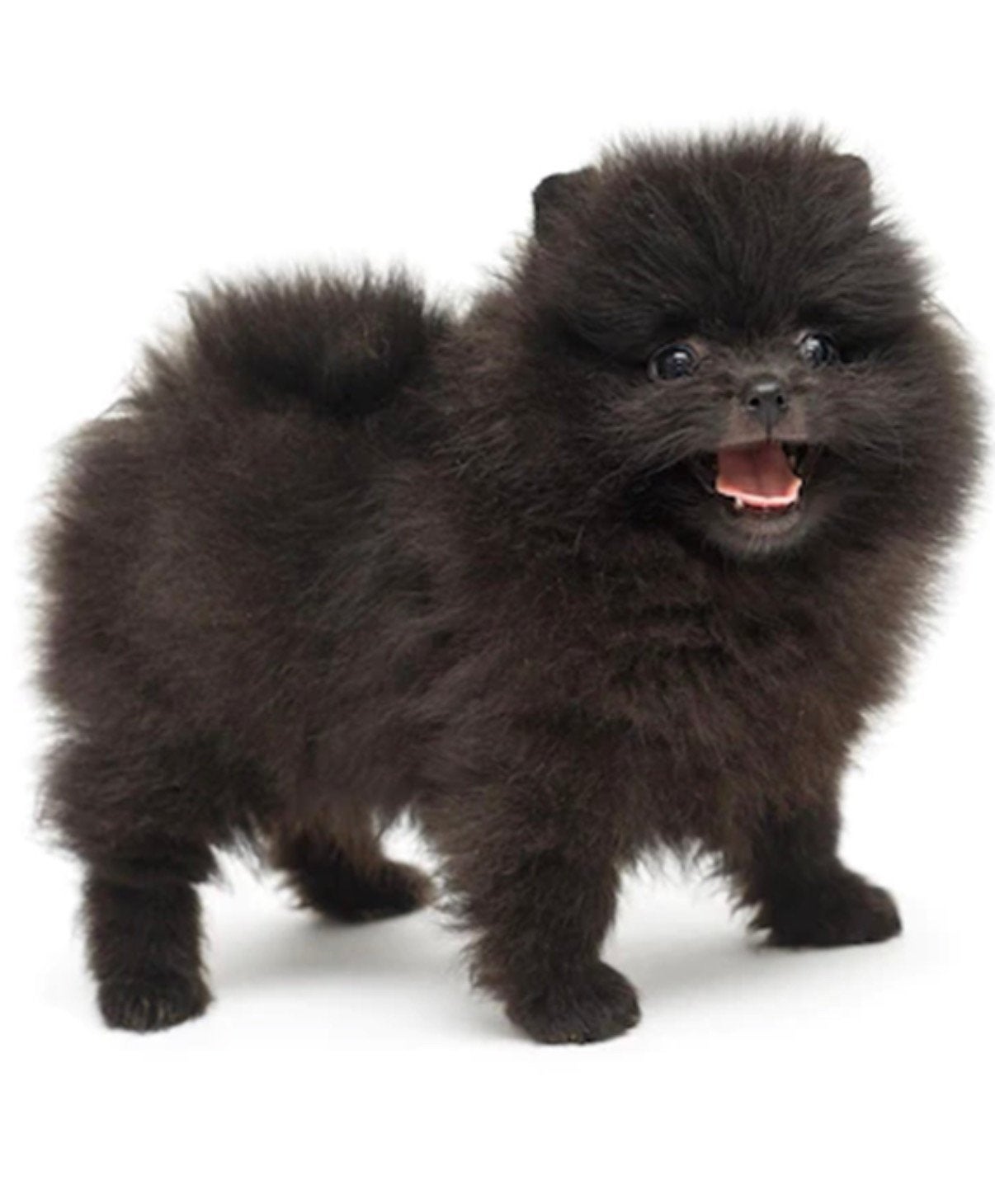 Raszuiver pomeriaantje ♥️♥️♥️ de aller mooiste ❤️💕, Overige rassen, 8 tot 15 weken, Parvo, Meerdere dieren