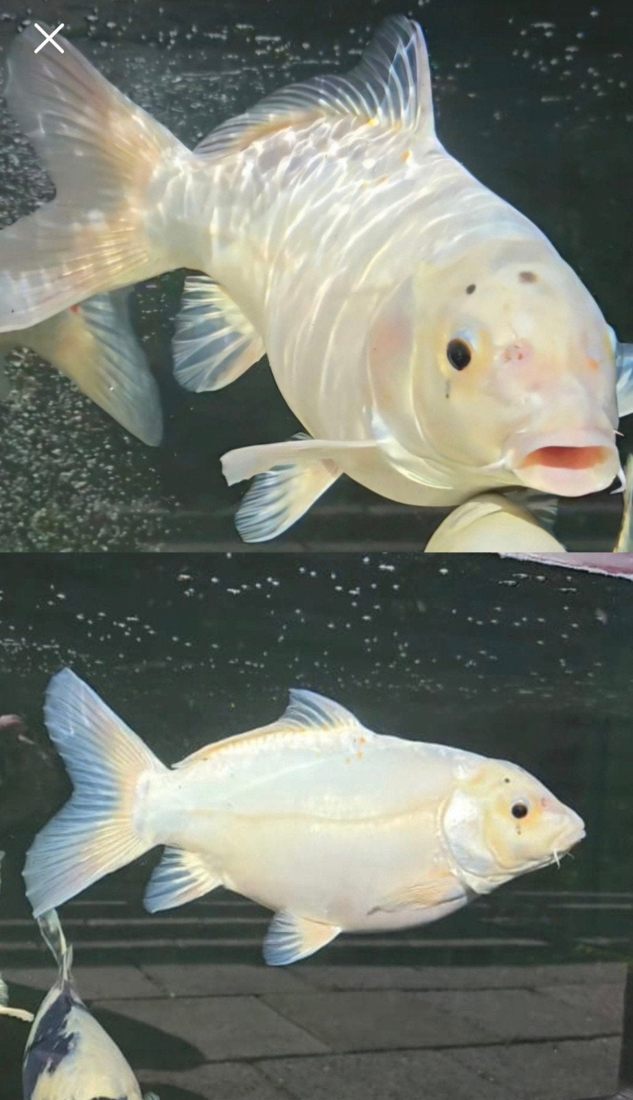 Koi karper parelmoer wit 50cm, Karper of Koi