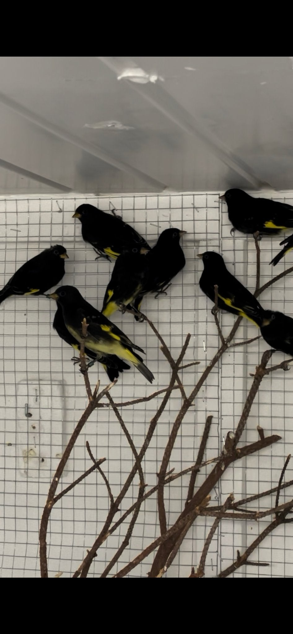 Te koop zwarte sijzen met dna, Meerdere dieren