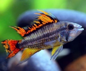 Apistogramma cacatuoides - Koidream Valburg, Dieren en Toebehoren, Vis, Zoetwatervis
