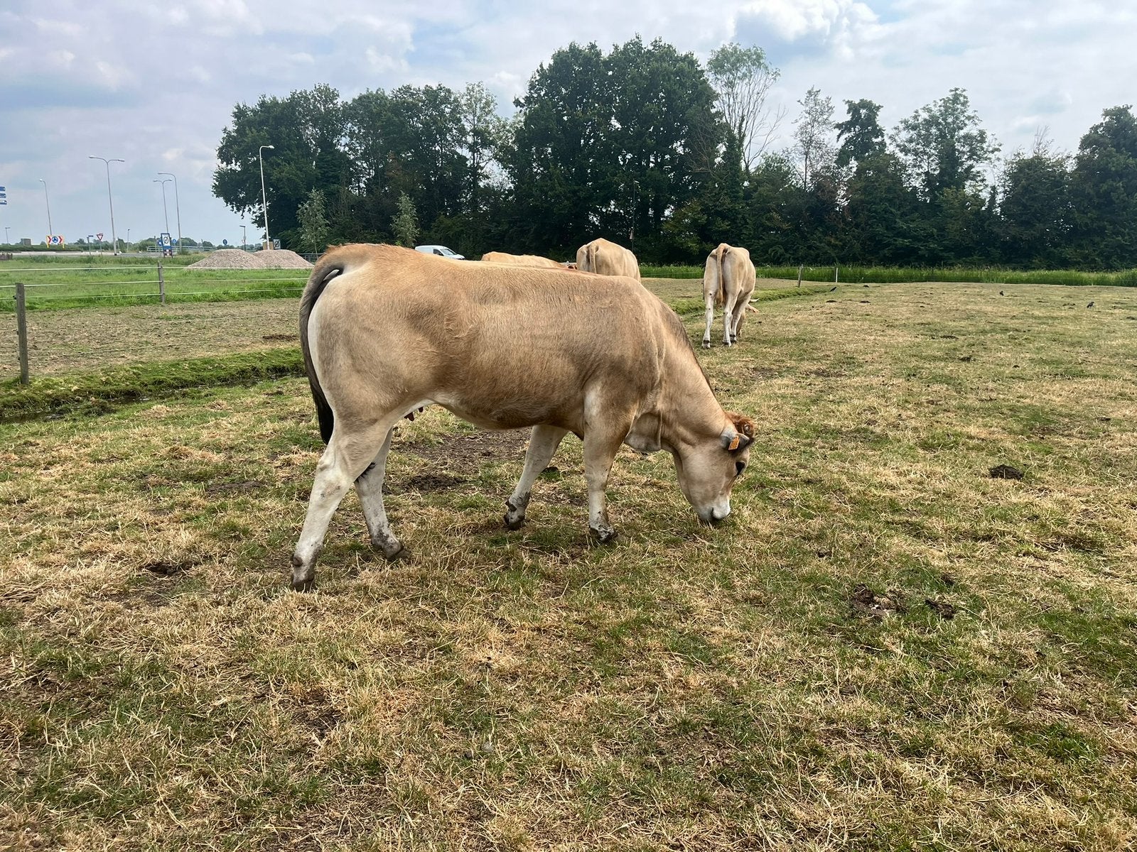Parthenaise & dikbil, Meerdere dieren, 0 tot 2 jaar