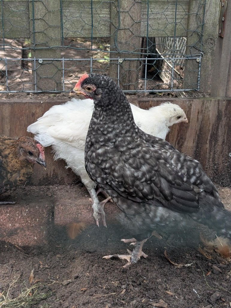 jonge haantjes (Brahma x Marans / Koekoek), Mannelijk, Kip