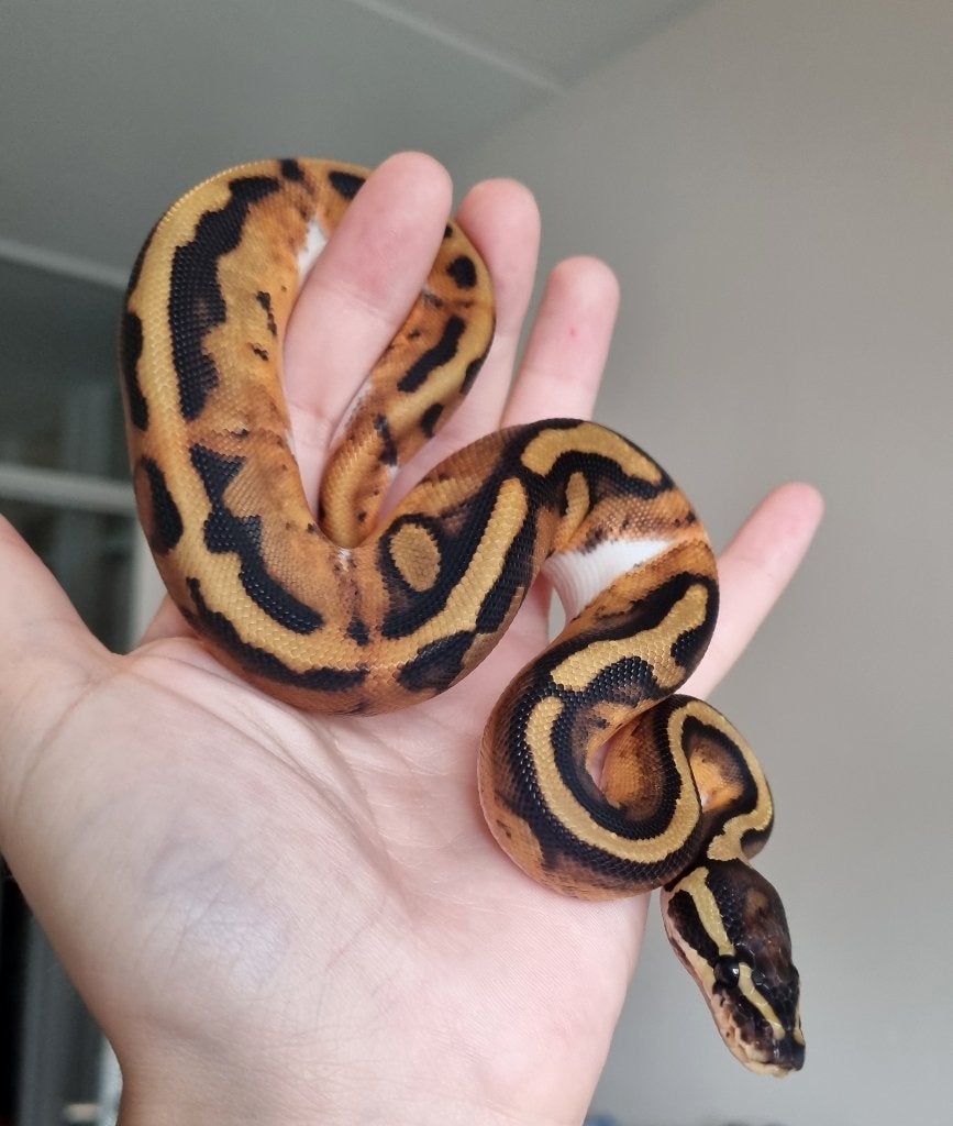 1.0 piebald het lavender albino, Dieren en Toebehoren, Slang, 0 tot 2 jaar