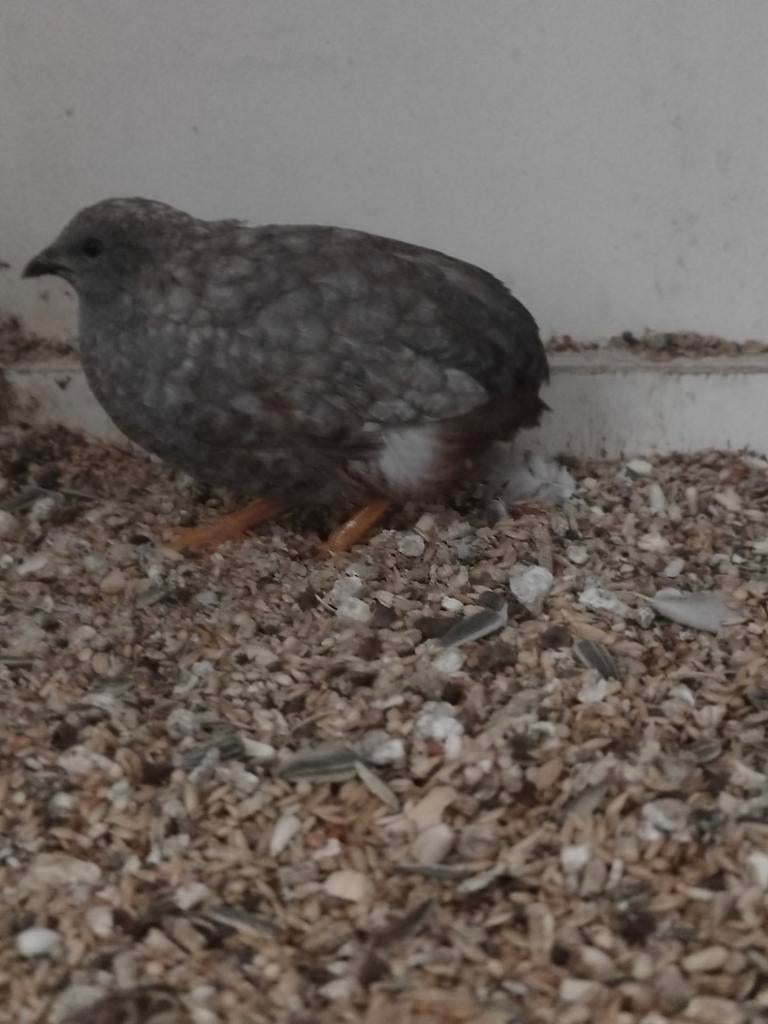 Chinese Dwerg kwartel haan 1 jaar, Dieren en Toebehoren, Mannelijk