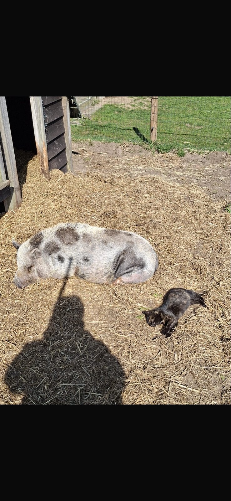 Lief varken, Mannelijk, Varken, 6 jaar of ouder