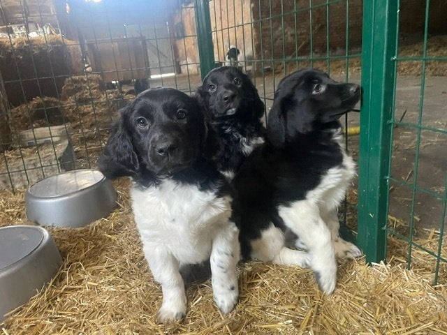 te koop: hele mooie friese stabij pups, Overige rassen, 8 tot 15 weken, CDV (hondenziekte), Meerdere