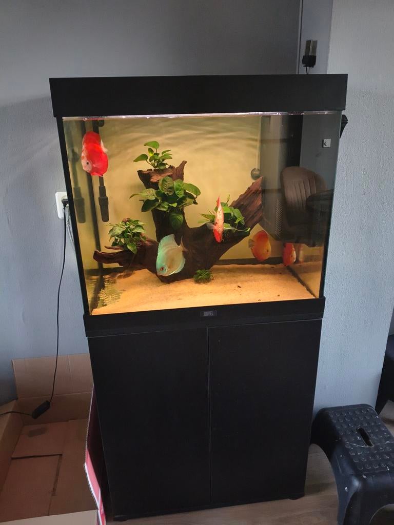 Jewel lido200 met chihiros wrgb verlichting 5 discus vissen, Dieren en Toebehoren, Ophalen, Zo goed als nieuw, Gevuld zoetwateraquarium