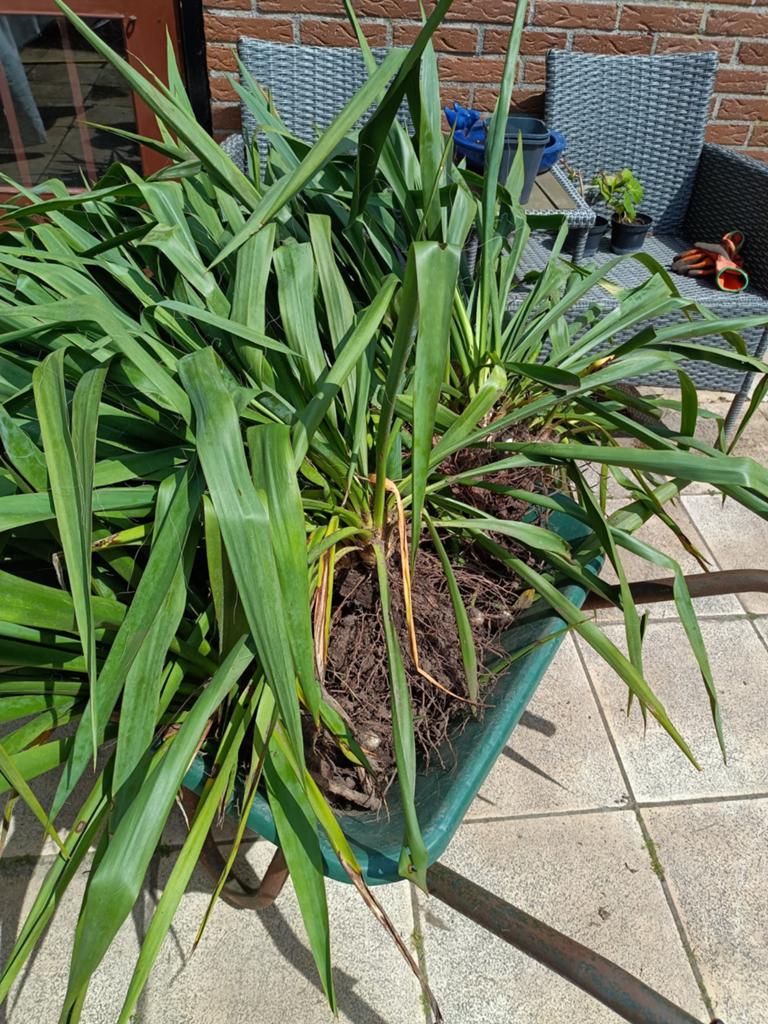 Yucca, Ophalen, Vaste plant, Overige soorten, Volle zon