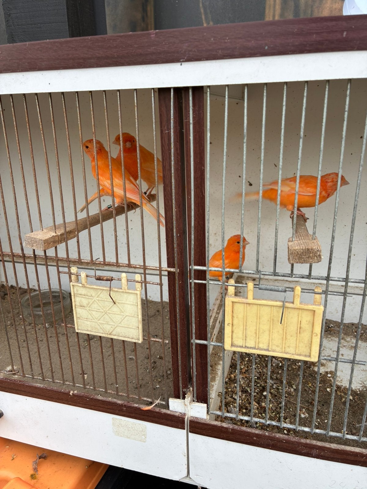 Kanaries rood, Dieren en Toebehoren, Meerdere dieren, Kleurkanarie