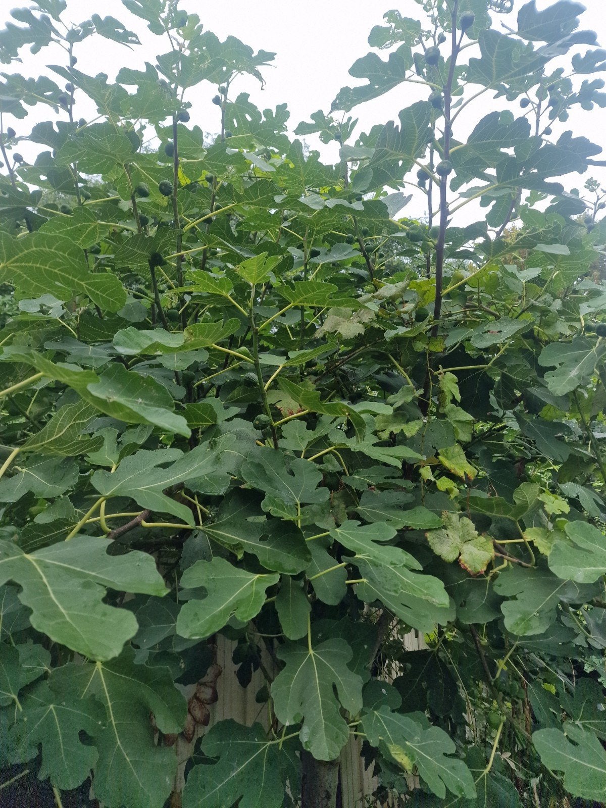 Verse Vijgenboom met rijpe vruchten, Volle zon, In pot, Ophalen of Verzenden, 250 tot 400 cm