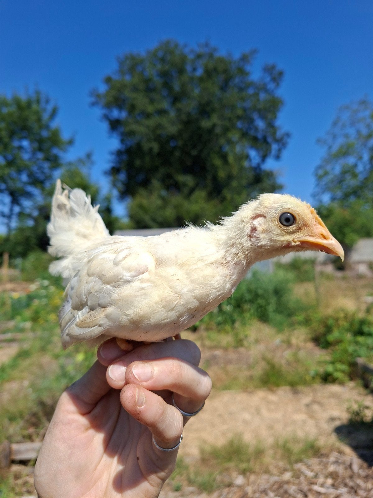 Jonge Chabo krielen, Dieren en Toebehoren, Meerdere dieren, Kip