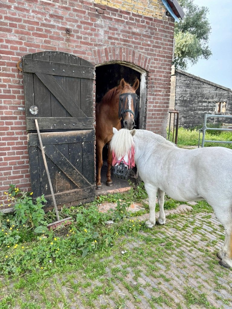 Uitloopstal met weiland in Rotterdam-Overschie, Stalling, 1 paard of pony