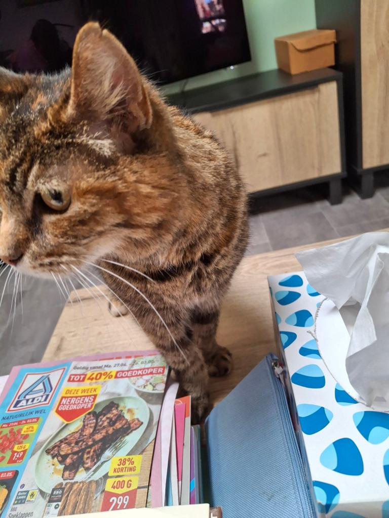 Zoek iemand die de poes 14 jr naar de trimster wilt brengen, Poes, Kortharig, 6 jaar of ouder