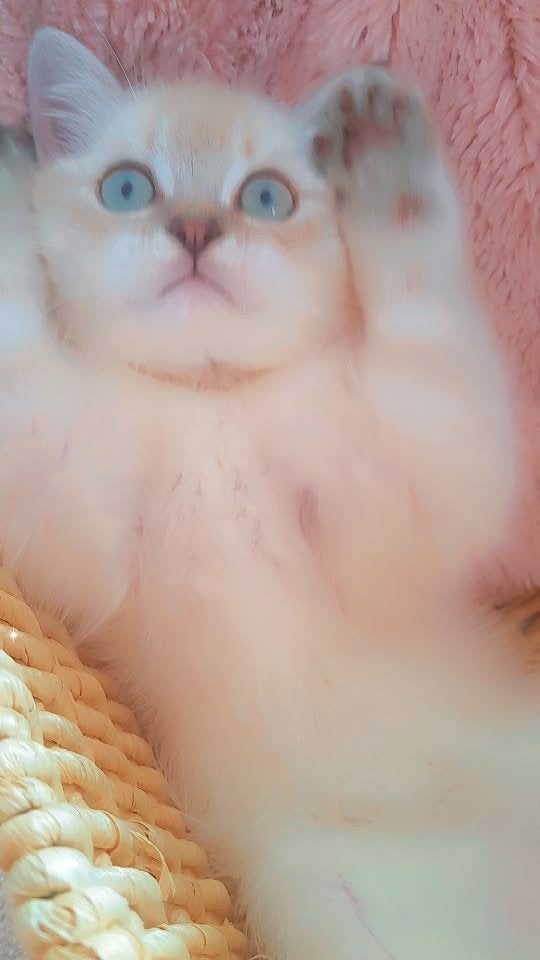 Prachtige Blauw oog kitten met stamboom., Poes, Met stamboom, 0 tot 2 jaar