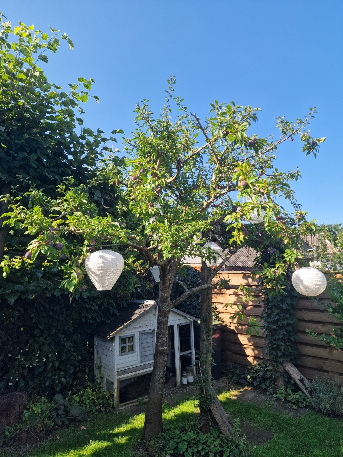 Grote pruimenboom, 10+ jaar, volwassen, gratis af te halen, Ophalen of Verzenden, Volle zon, Overige soorten