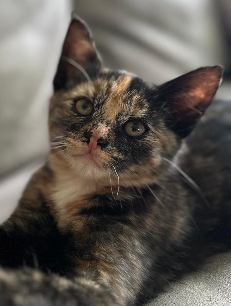 50% main coon kitten, Meerdere dieren