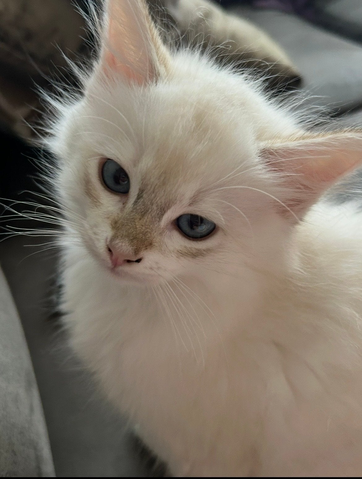 Lieve Tabby Ragdoll kittens, Dieren en Toebehoren, Meerdere dieren, Ontwormd, 0 tot 2 jaar