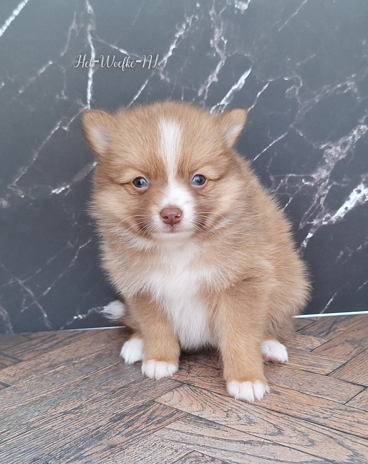 Simba 💙 Pomsky F3b puppy, 8 tot 15 weken, Parvo, Eén hond, Nederland