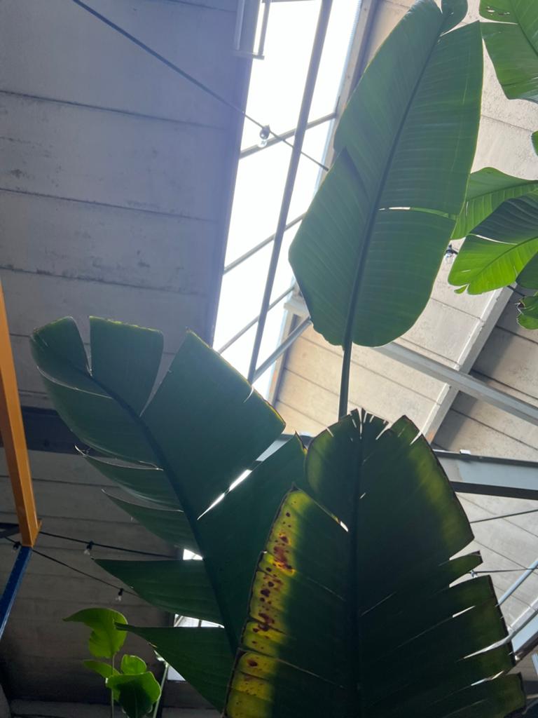 Strelitzia Nicolai -  250 cm, Overige soorten, Volle zon, Vaste plant, Ophalen of Verzenden