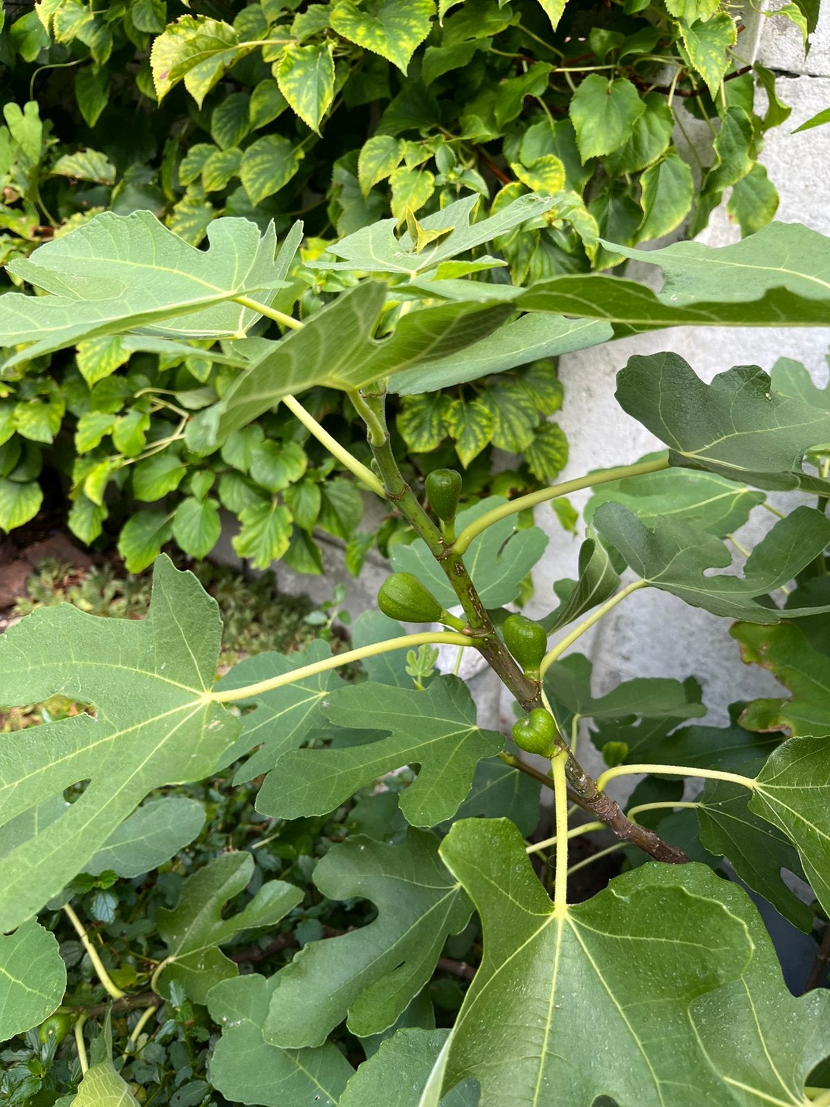 Mooie vijg, Ophalen, 100 tot 250 cm, Vijgenboom