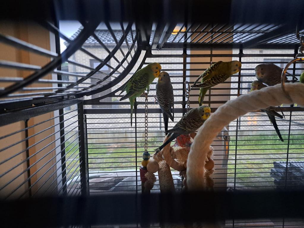 Jonge grasparkieten, Meerdere dieren, Parkiet
