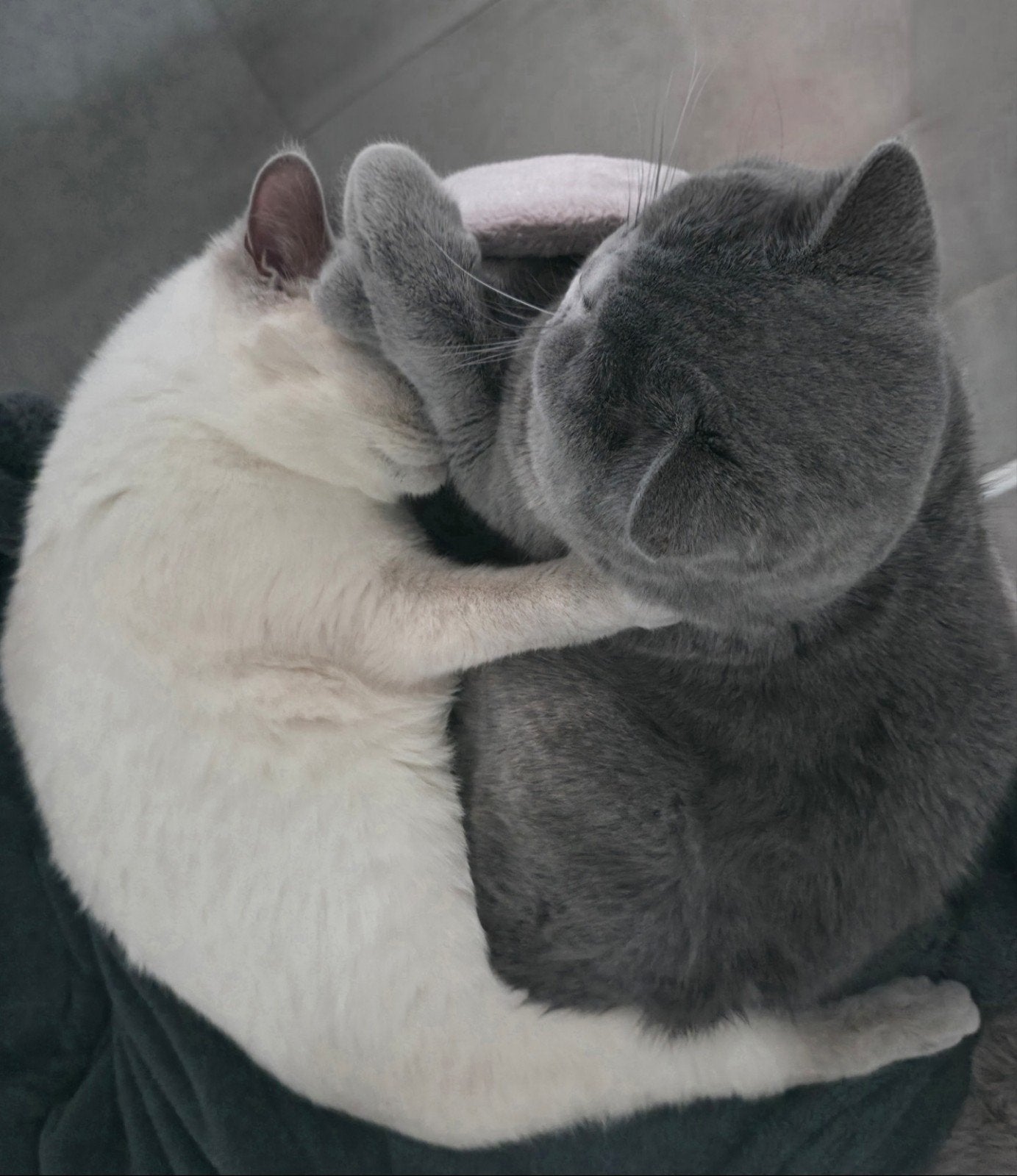 ​🐾 Prachtig Nestje Raszuivere BKH Kittens op Komst! 🐾, Meerdere dieren, 0 tot 2 jaar