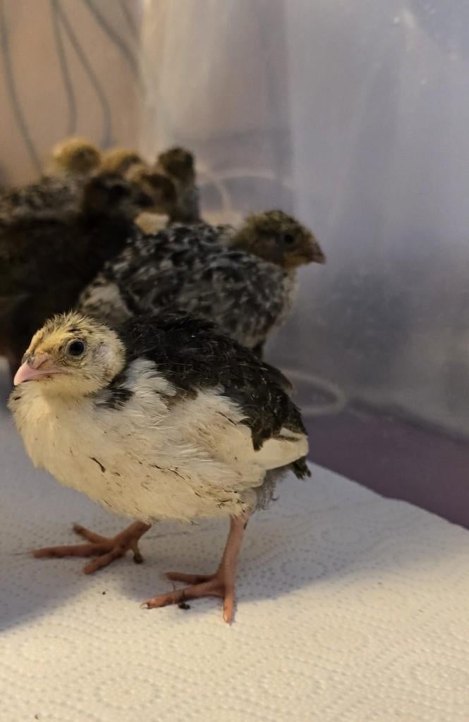 Japanse kwartels, Dieren en Toebehoren, Vrouwelijk, Overige soorten
