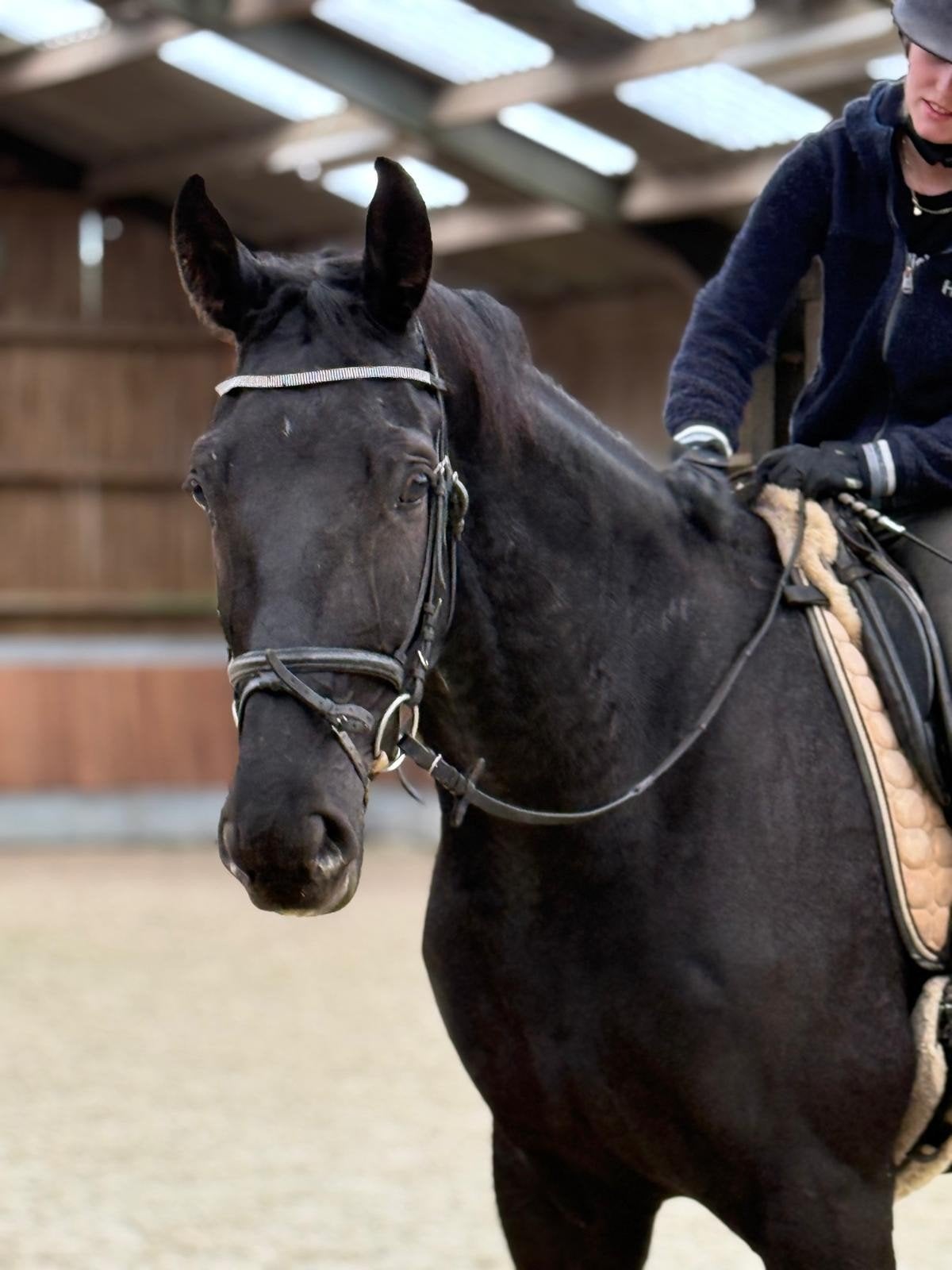 lieve ruin te koop, Dieren en Toebehoren, B, Ruin, Dressuurpaard, 170 tot 175 cm
