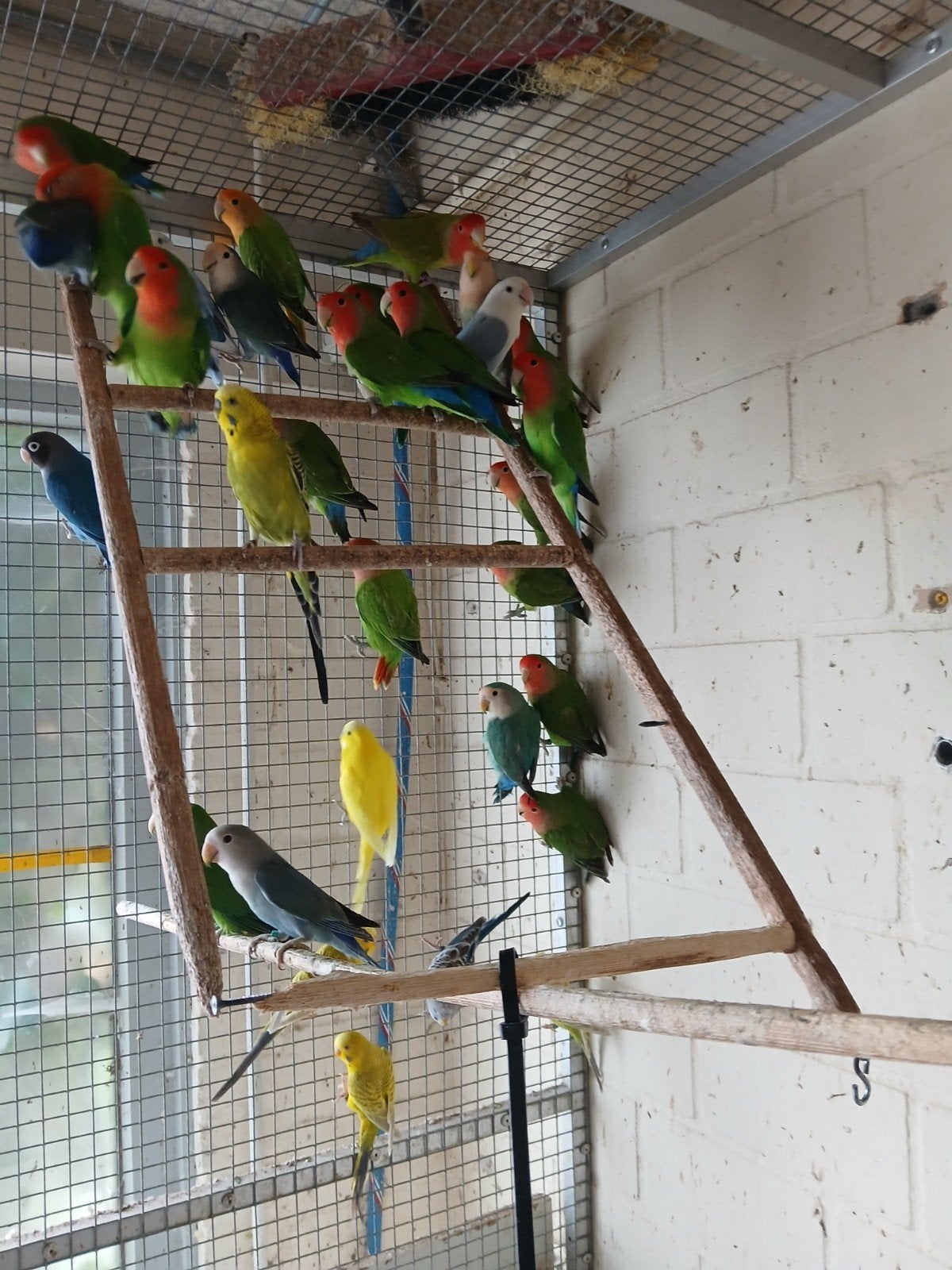 Agapornis fischeri grasen valkparkieten  te koop, Meerdere dieren, Parkiet, Geringd