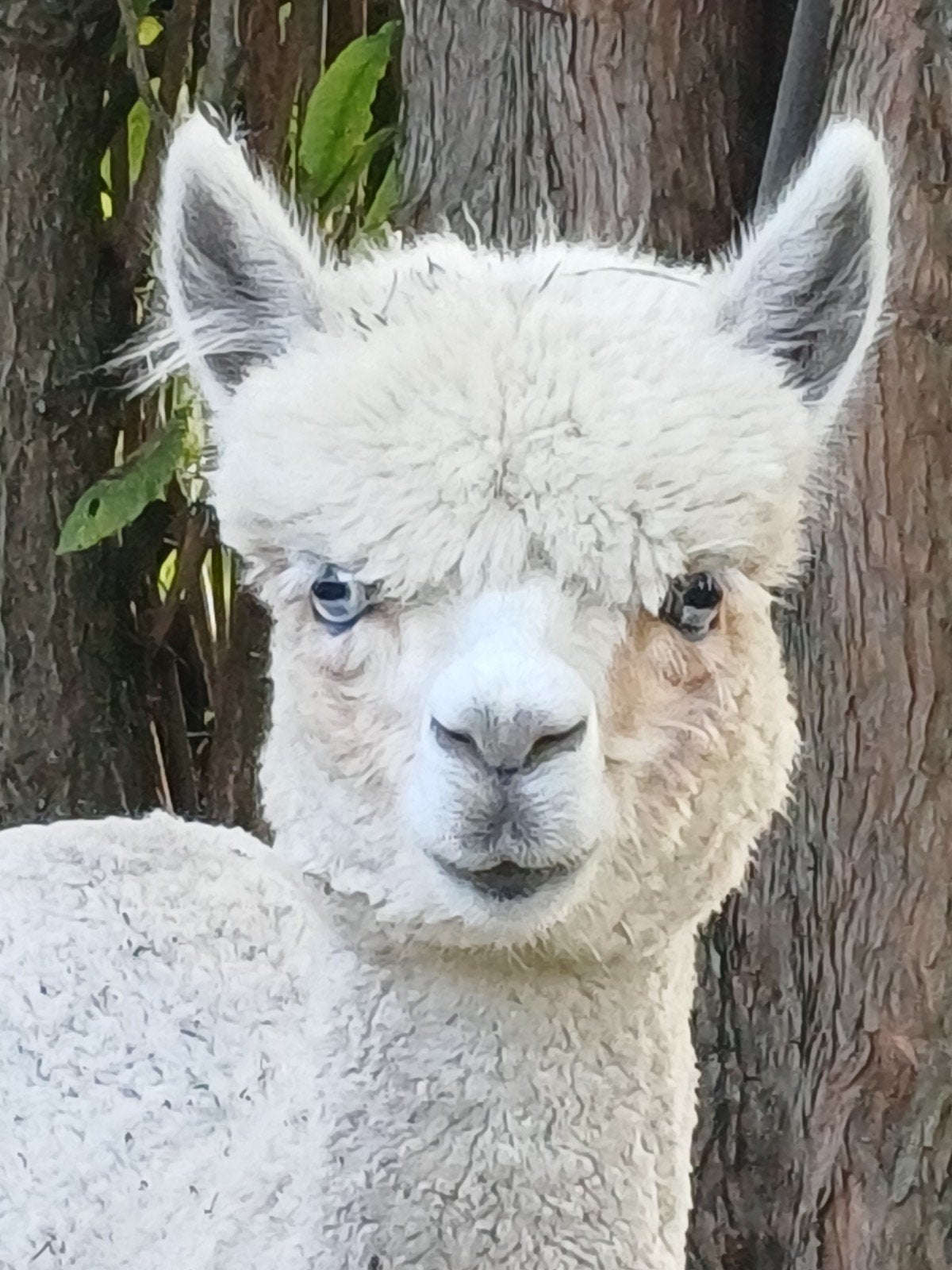 alpaca hengstje, Dieren en Toebehoren, Overige Dieren, September, Mannelijk