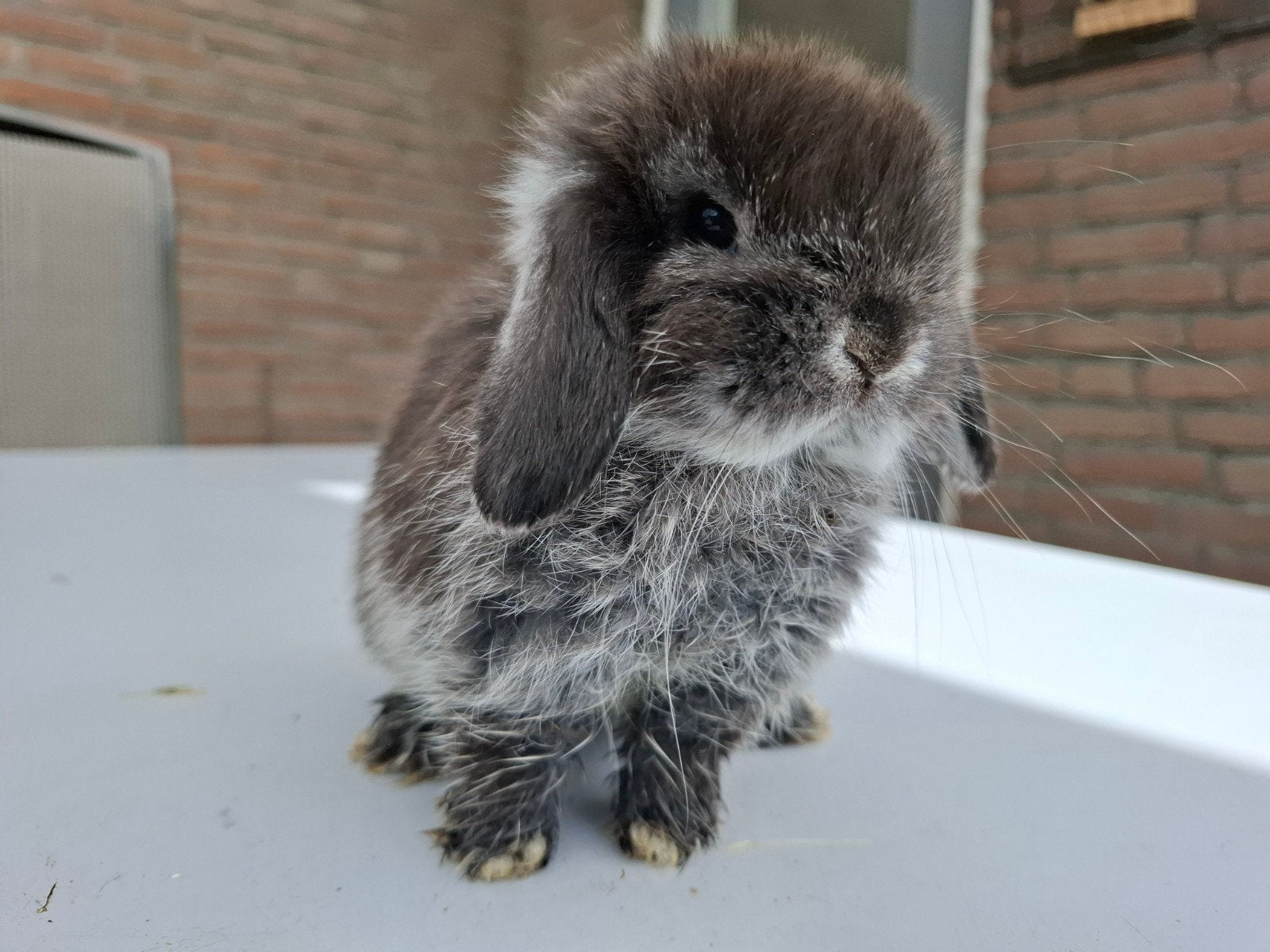 prachtig lief jong raszuiver minilop konijntje, Mannelijk, Dwerg