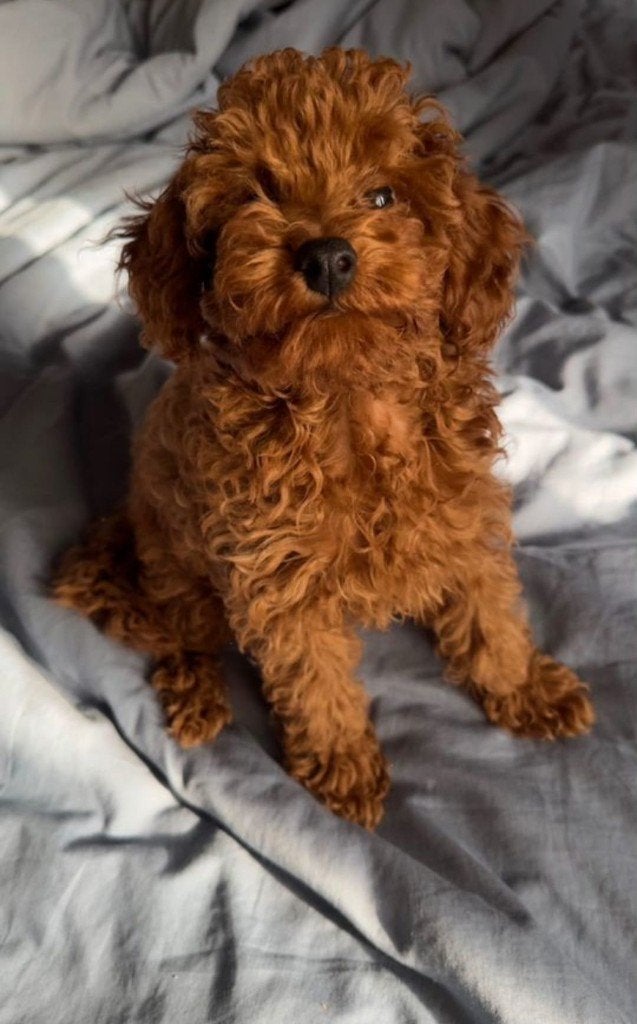 Toypoedel pup, Poedel, Reu, 8 tot 15 weken, Parvo