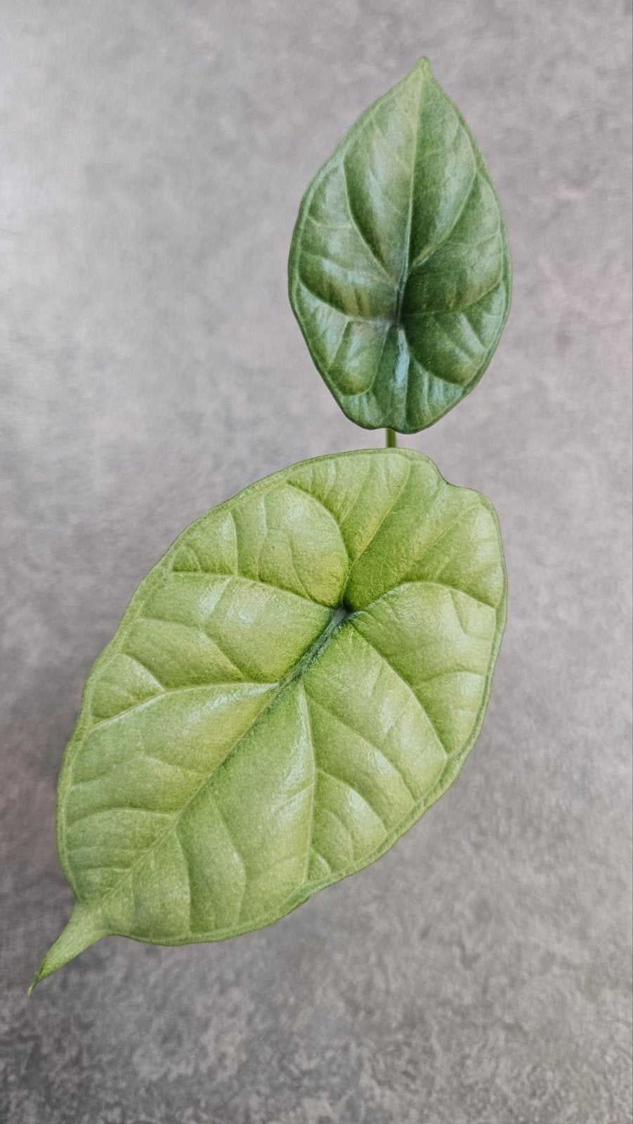 Alocasia Sinuata Albo/GoG Variegata, Ophalen of Verzenden, Halfschaduw, Minder dan 100 cm