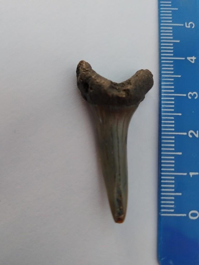 Te koop 4 centimeter grote fossiele haaientand, Ophalen of Verzenden, Fossiel