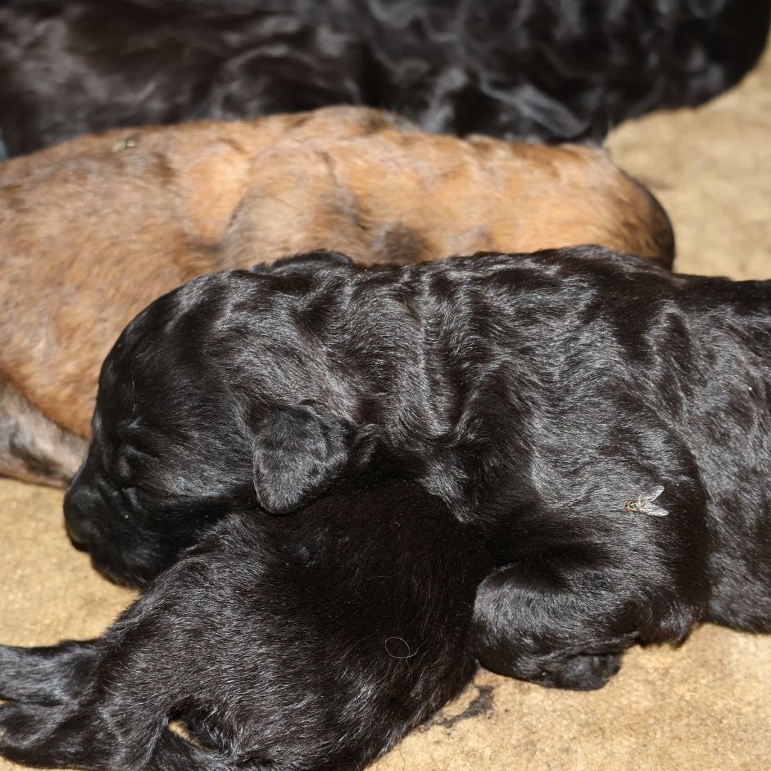 Bouvier pups te koop, Beagle, 8 tot 15 weken, Meerdere, Meerdere dieren