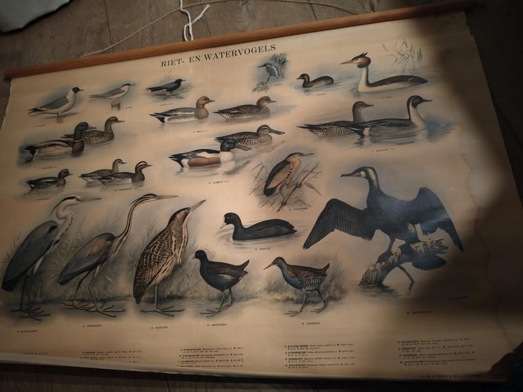 Vintage Schoolplaat Riet- en Watervogels, Ophalen, Natuur en Biologie