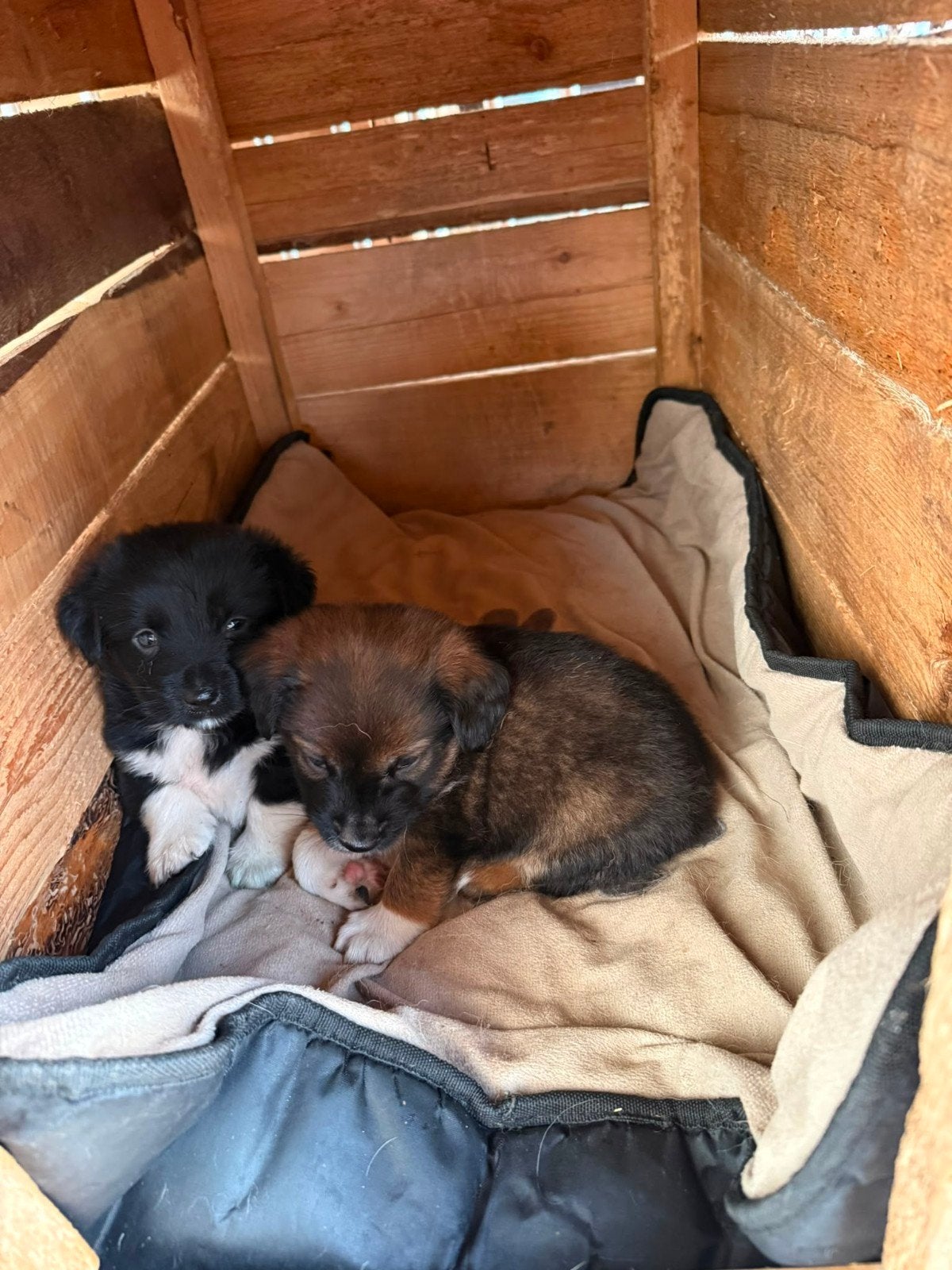 Puppy's ter adoptie Kleinblijvend, Dieren en Toebehoren, Honden | Niet-rashonden, Particulier, 15 weken tot 1 jaar, Buitenland
