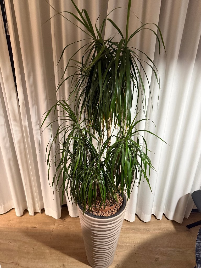 Dracaena (Drakenbloedboom) 140 cm. Zonder sierpot, Ophalen, Halfschaduw, 100 tot 150 cm