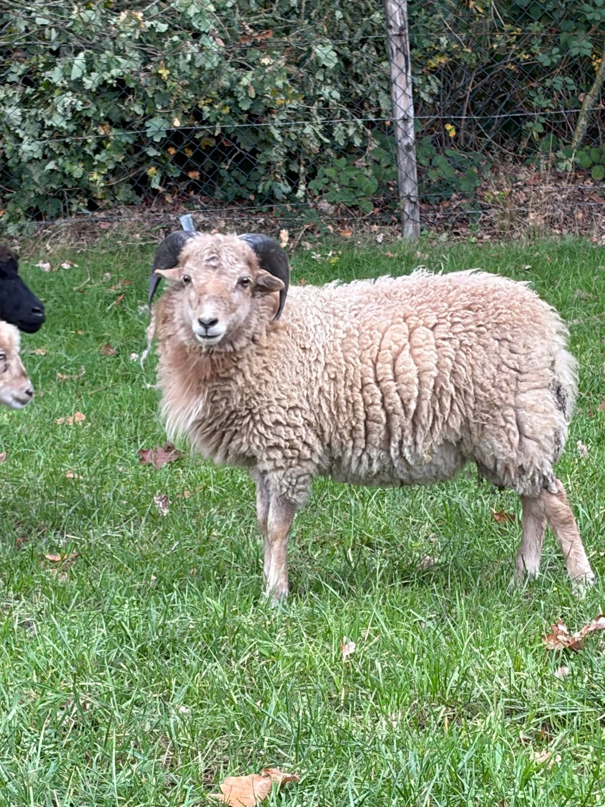 Ouessant ram 7 maanden oud, Dieren en Toebehoren, Mannelijk, Schaap, 0 tot 2 jaar