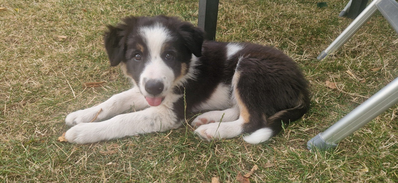 Nog 1 Border Collie pup 3 kleur beschikaar > verleidelijk, Dieren en Toebehoren, 8 tot 15 weken, Collie, Meerdere, Meerdere dieren