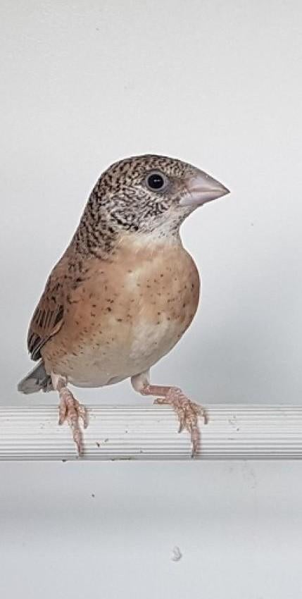 Bandvink pop, Dieren en Toebehoren, Vogels | Overige Vogels, Vrouwelijk, Tropenvogel