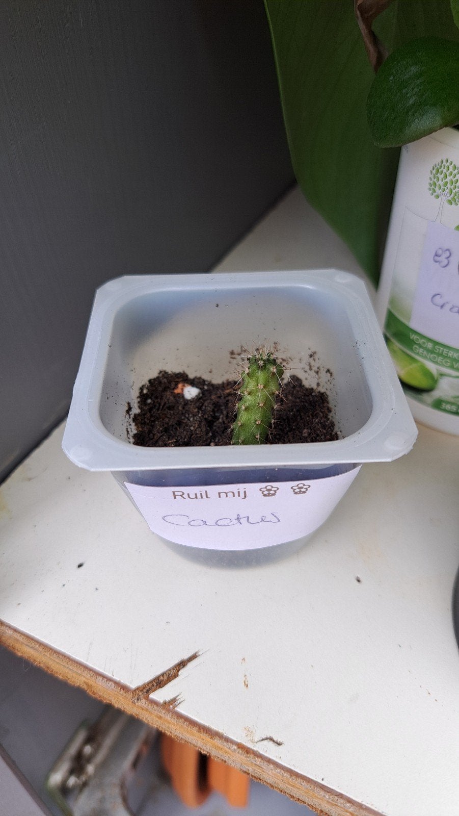 Cactusje, Ophalen, Halfschaduw, Minder dan 100 cm