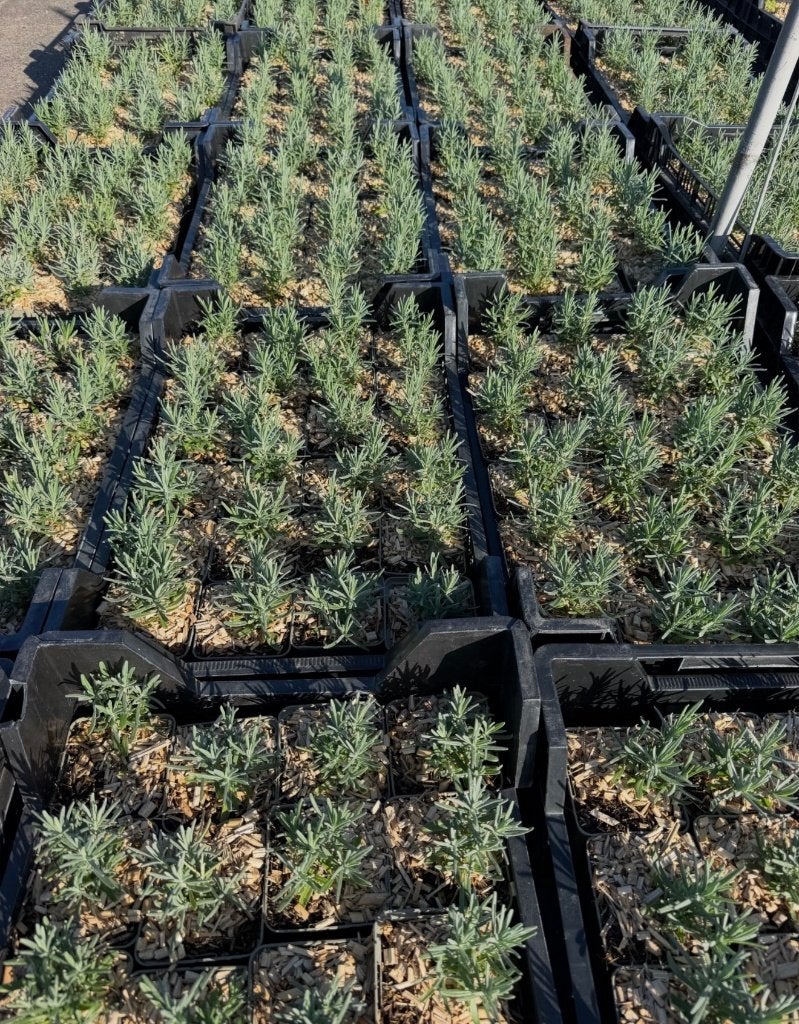 Lavendel hidcote ,munstead, Arctic Snow paars en wit bloemen, Ophalen of Verzenden, Vaste plant, Overige soorten, Volle zon