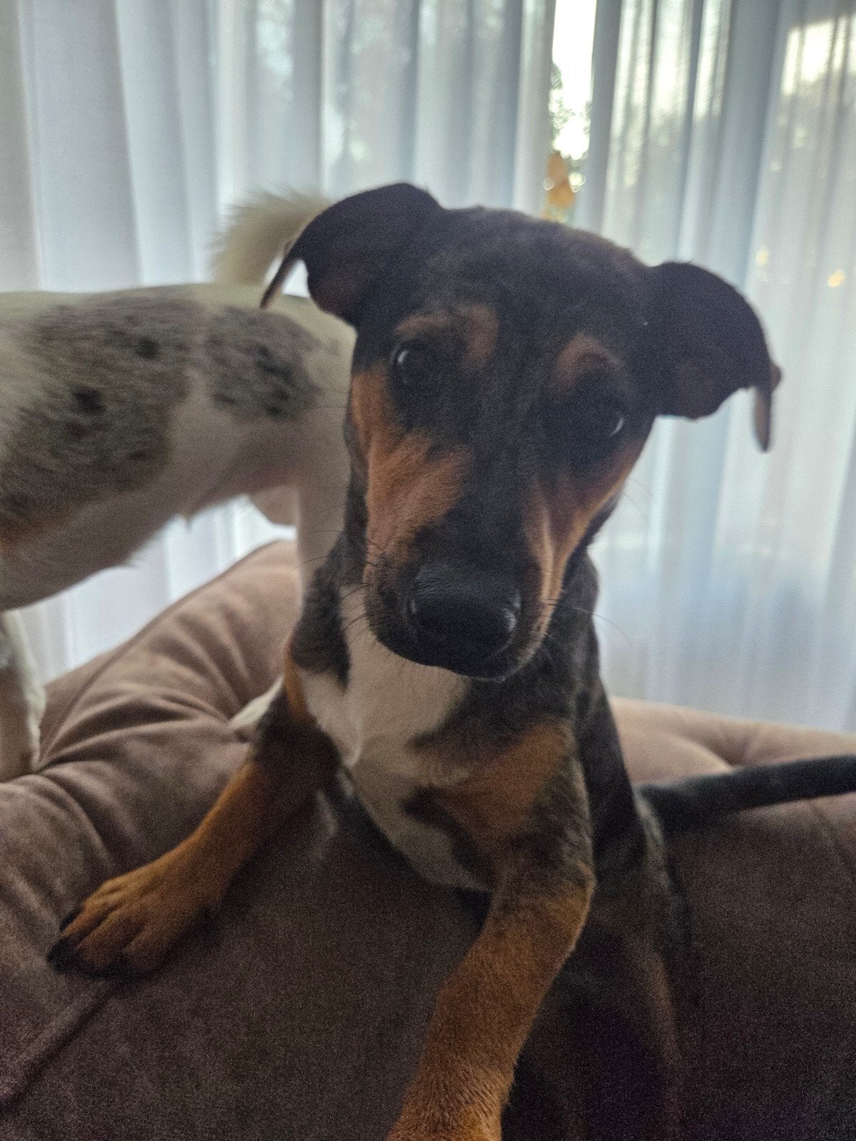 jackrussel, Reu, Eén hond, Nederland, Particulier